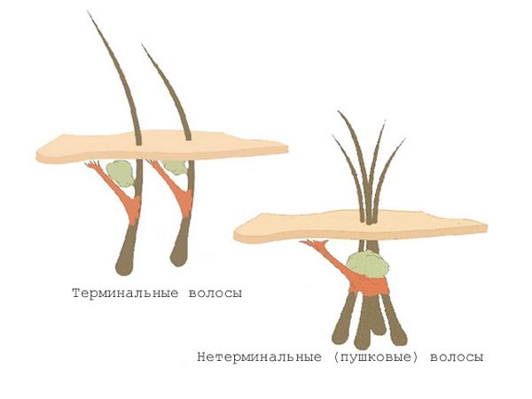 Период полового созревания у мальчиков и девочек